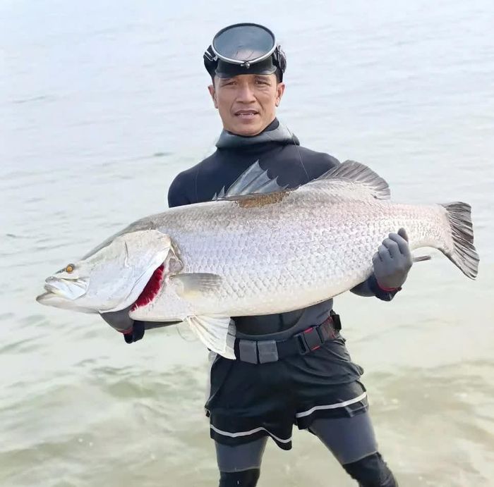Một con cá vược nặng trên 15kg vừa được anh Nguyễn Văn Sinh bắn được dưới biển - Ảnh: Đ.V