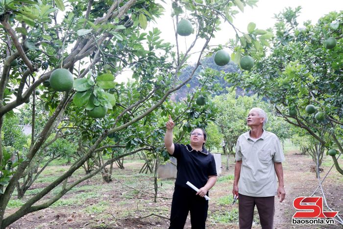Cán bộ Trung tâm Dịch vụ tổng hợp xã Bình Thuận (bên trái) hướng dẫn người dân chăm sóc cây bưởi thời kỳ quả non
