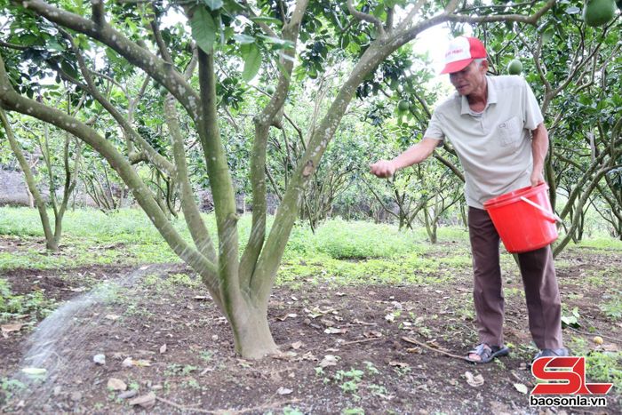 Nông dân xã Bình Thuận bón phân cho cây bưởi thời kỳ quả non