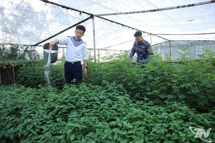 Cán bộ, chiến sĩ đảo Sơn Ca chăm sóc vườn rau xanh