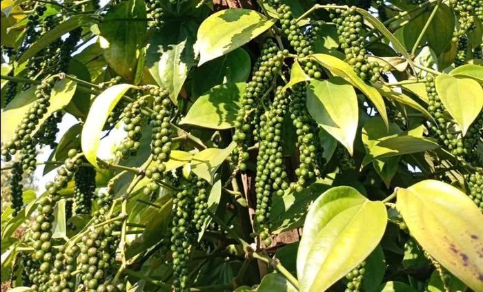 Giá tiêu trong nước tiếp tục duy trì trong khoảng 137.000 - 142.000 đồng/kg. Ảnh minh họa