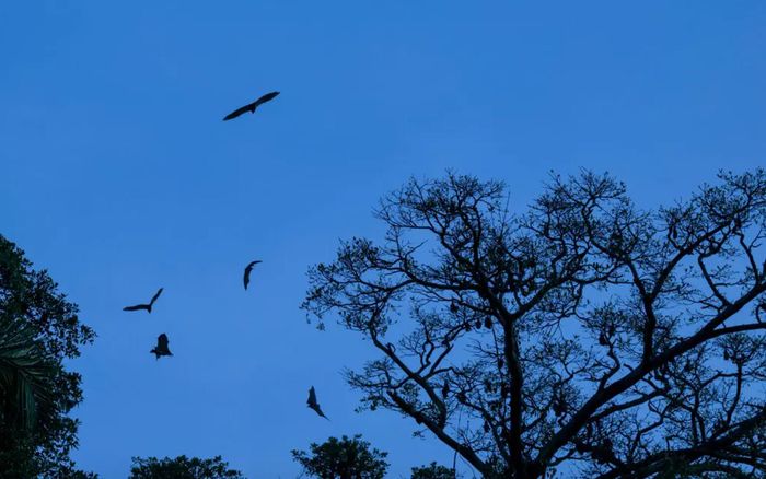 Dơi ăn quả, loài bị nghi ngờ mang virus gây bệnh Ebola, bay lượn trên bầu trời ở Mongbwalu. Ảnh: The New York Times