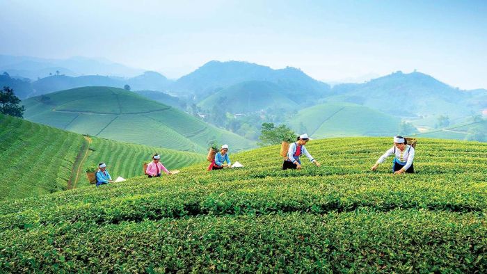 Thái Nguyên chú trọng phát triển du lịch gắn với sản phẩm và văn hóa trà