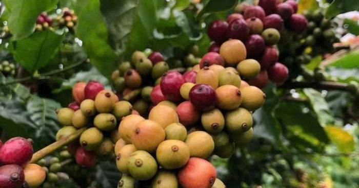 Giá cà phê đồng loạt giảm ở các vùng trồng.