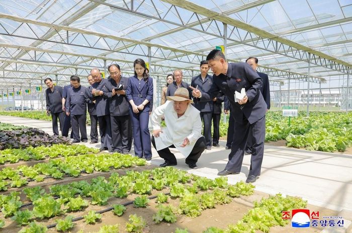 Ông Kim Jong Un nghe báo cáo về hoạt động sản xuất, nghiên cứu khoa học nông nghiệp và công tác quản lý của tổ hợp nhà kính. Ảnh: KCNA