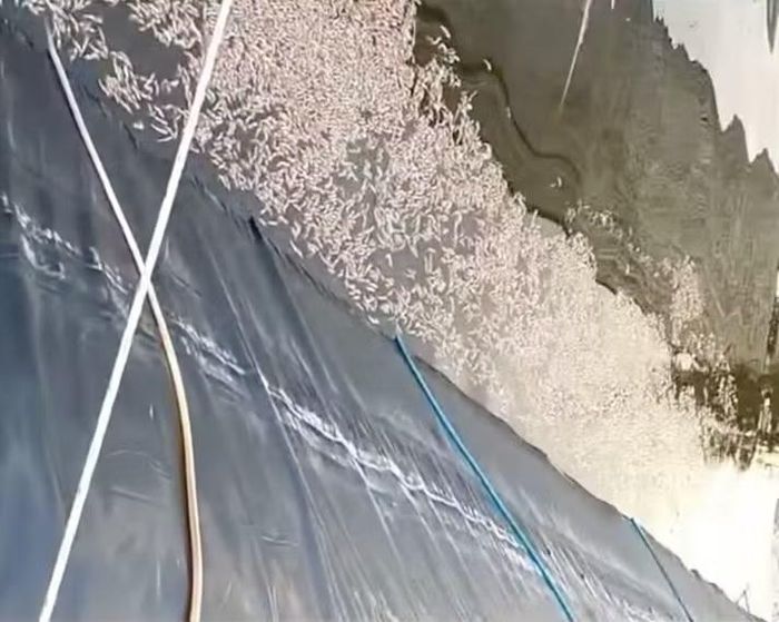 Tôm chết nổi trắng mặt hồ nghi bị đầu độc