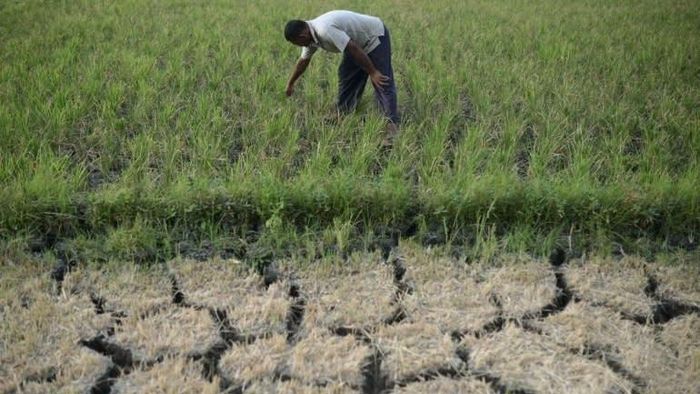 Siêu El Nino chưa từng có trong 150 năm cận kề: Nỗi lo lúa cháy khô, cá chết bỏng vì nắng nóng bủa vây hàng triệu nhà nông ở Australia và Đông Nam Á.