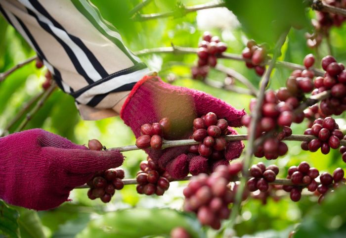 Những hạt cà phê Robusta đậm đà hương thơm của phố núi Buôn Ma Thuột. Ảnh: Getty Images.