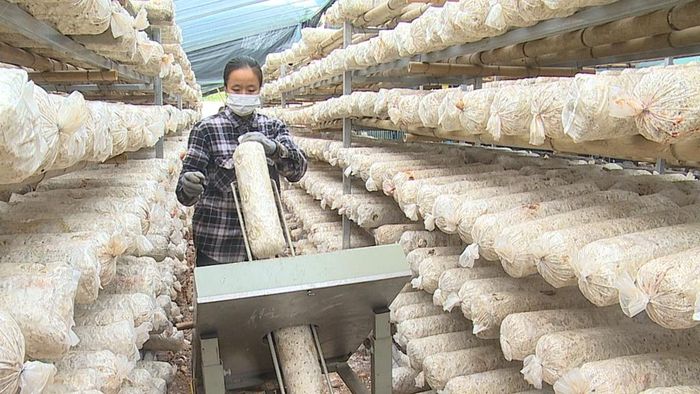 Tận dụng phụ phẩm nông nghiệp, Hợp tác xã Yên Công đầu tư nhà xưởng duy trì nghề trồng nấm hương, đưa sản phẩm đạt tiêu chuẩn OCOP.