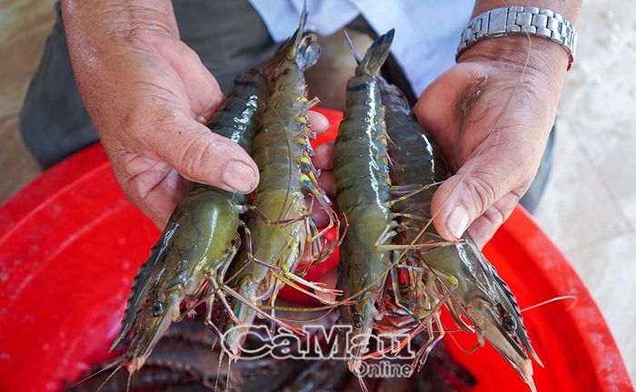 Tôm sú thương phẩm là một trong những sản phẩm chủ lực, phát huy lợi thế nuôi thủy sản của xã Cái Nước. Ảnh: Trúc Linh