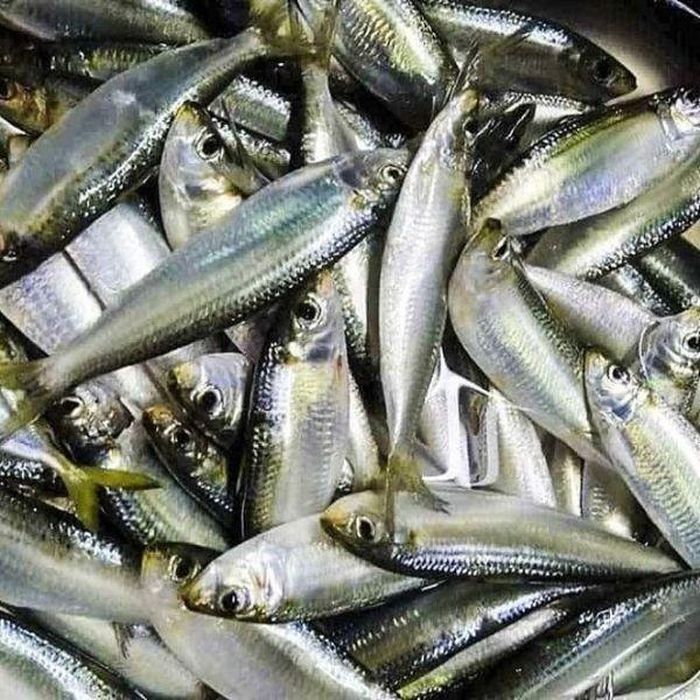 Cá trích lại là nguồn cung cấp omega-3 cực kỳ dồi dào. Ảnh minh họa.