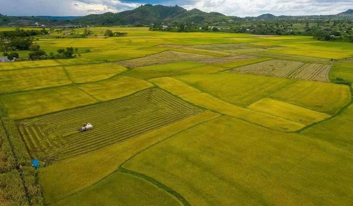 Vào mùa gặt, cả thung lũng bừng sáng sắc vàng óng ả