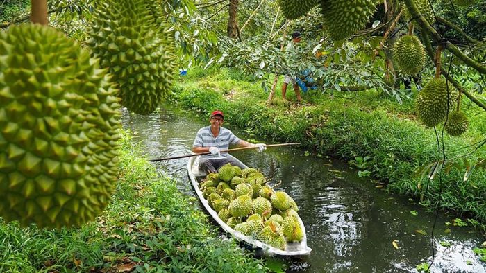 Thu hoạch sầu riêng ở Cà Mau. Ảnh minh họa.
