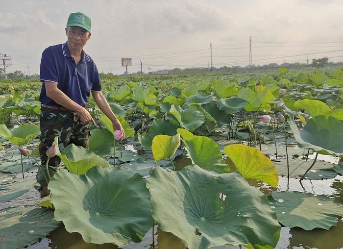 Ông Lê Tiến Xuân ở xã Phú Xuyên đầu tư trồng sen kết hợp nuôi cá mang lại hiệu quả kinh tế cao. Ảnh: PV