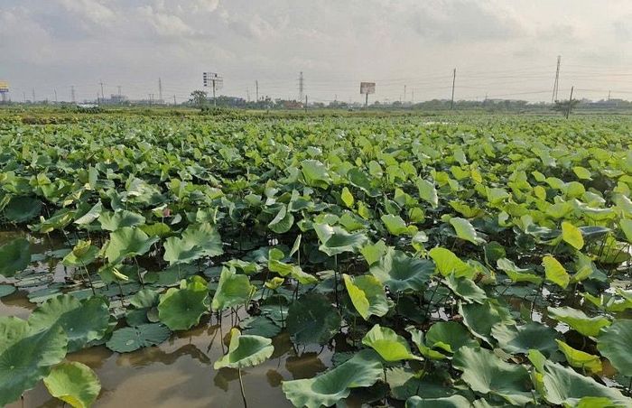 Trồng sen kết hợp nuôi cá góp phần thúc đẩy phát triển kinh tế theo hướng nông nghiệp sinh thái, thân thiện môi trường. Ảnh: PV