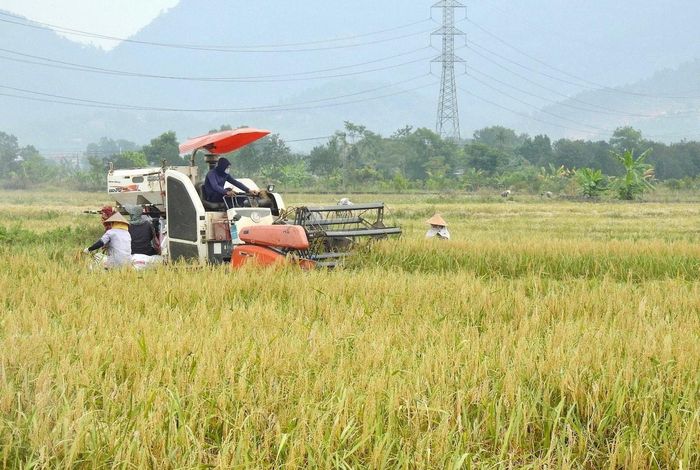 Cơ giới hóa trong thu hoạch lúa trên địa bàn thành phố Hà Nội. Ảnh: Tùng Nguyễn.
