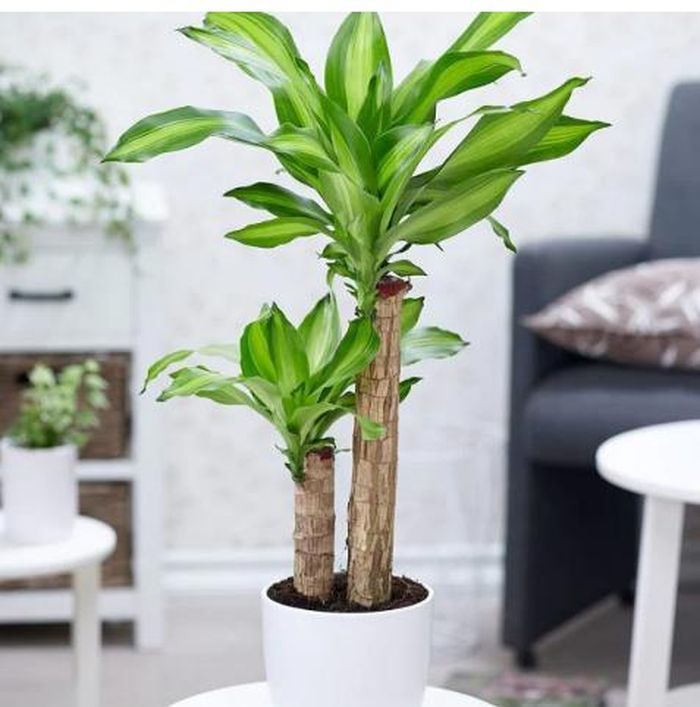 Cây phát tài được coi là mang lại tài lộc và may mắn trong phong thủy, giúp thu hút năng lượng tài lộc và cân bằng tài chính cho gia chủ khi đặt trong không gian sống.