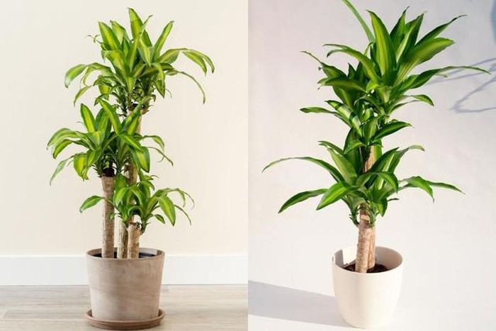 Thiết mộc lan mang một màu xanh tươi sẽ khiến phòng khách trở nên dịu dàng, mát mẻ.