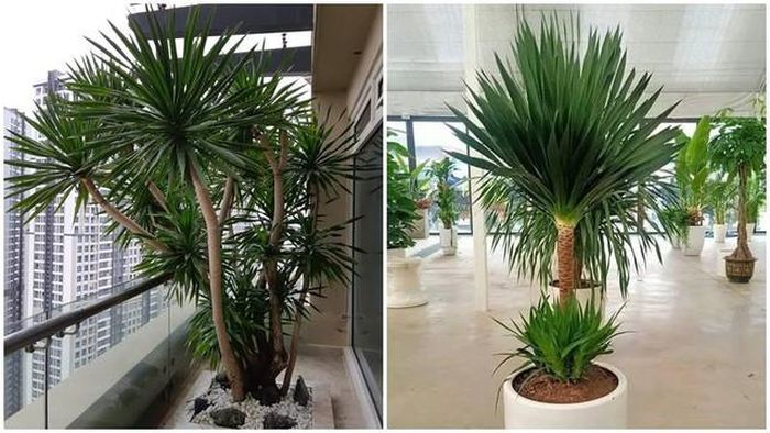 Phát tài núi ưa bóng râm, dễ trồng và chăm sóc, có thể sống tốt trong phòng máy lạnh, phù hợp để trong nhà và văn phòng.