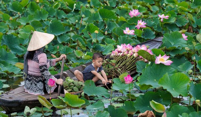 Lễ hội Sen Đồng Tháp 2026 với chủ đề “Về nghe Sen kể chuyện” sẽ diễn ra từ ngày 18 đến 21-6 tại phường Cao Lãnh. Ảnh: Canva