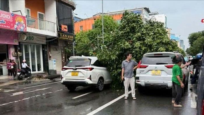 Cây xanh bật gốc đè trúng hai ô tô đang lưu thông trên đường. Ảnh: H.TÂM
