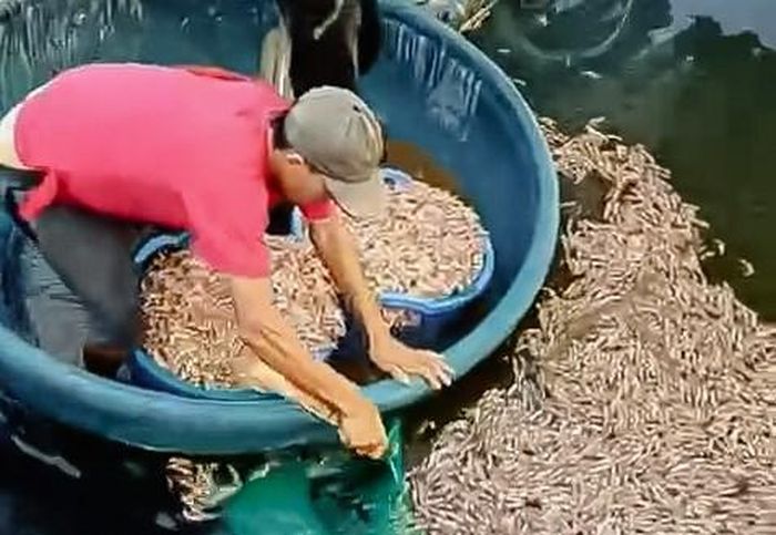 Nhân viên hồ nuôi với tôm chết (ảnh cắt từ Clip)