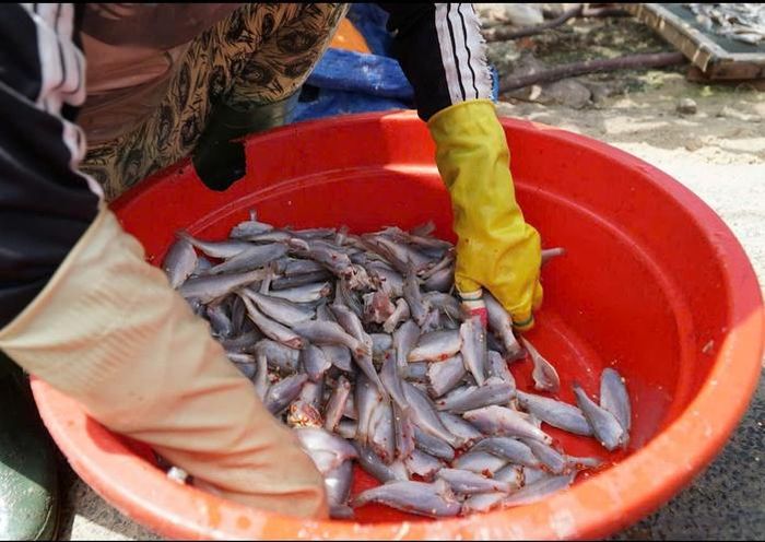 Công đoạn sơ chế đòi hỏi sự khéo léo và tỉ mỉ của người lao động trước khi cá được đưa đi phơi nắng.