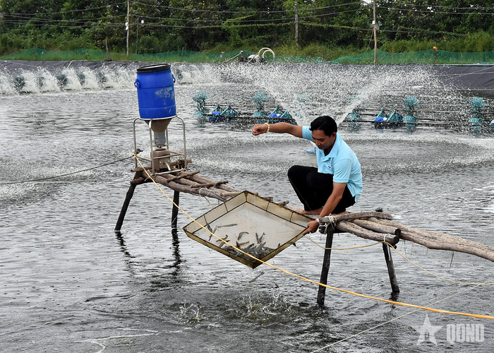 Nuôi tôm nhỏ lẻ, mật độ cao cũng là rào cản cho truy xuất nguồn gốc. 