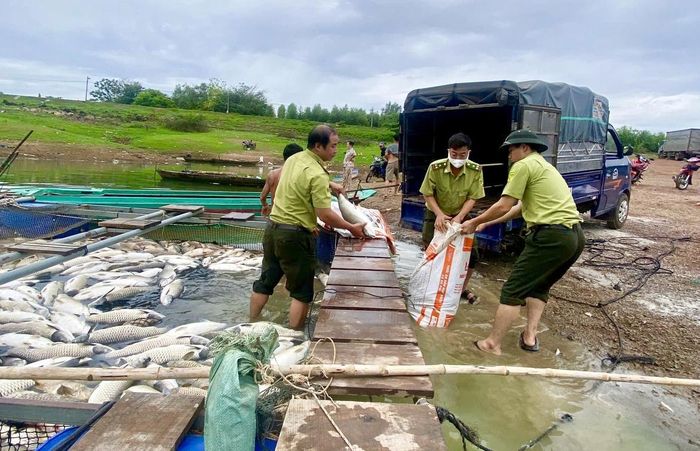 Lực lượng chức năng hỗ trợ người dân gom cá chết đi xử lý