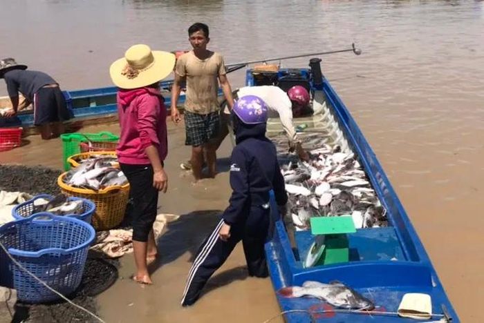 Người dân gom cá chết trên sông La Ngà, tháng 5-2019