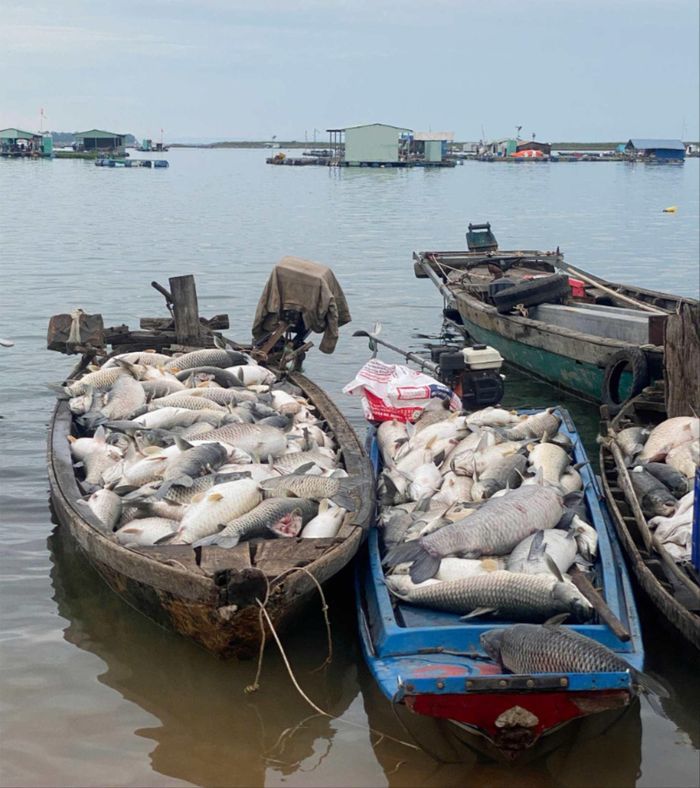 Cá chết được thu gom, xử lý kịp thời