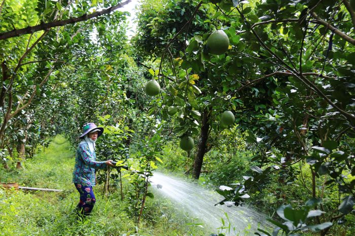 Ngành chức năng tỉnh Đồng Tháp khuyến cáo người dân sử dụng nước tiết kiệm nhằm đảm bảo nguồn nước ngọt phục vụ sản xuất
