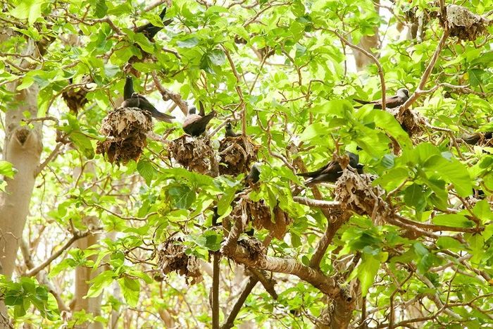 Thêm nữa, cây pisonia nhận được nhiều dinh dưỡng từ phân chim, trứng chim rụng xuống đất cho thấy chim biển có giá trị hơn nhiều đối với cây khi còn sống hơn là lúc chết. Ảnh: iStock.