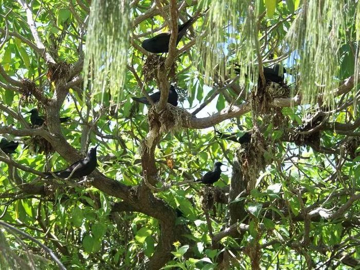 Một giả thuyết được đưa ra để lý giải vì sao cây pisonia bẫy chim bằng cách gieo hạt. Theo giả thuyết này, xác chim phân hủy khi rơi xuống phần gốc rễ sẽ đem đến nguồn dinh dưỡng lớn. Ảnh: Mirjam Maughan (James Cook University), James Cook University.