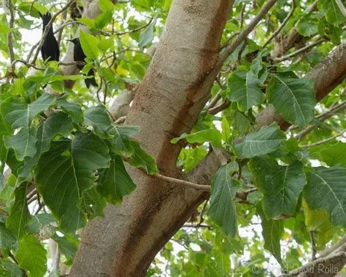 Một nghiên cứu về quần thể chim biển trên đảo Cousin ở Seychelles cho thấy hạt của cây pisonia là nguyên nhân gây ra cái chết của 1/4 cá thể nhạn trắng và 1/10 các loài chim biển nhiệt đới khác. Ảnh: David Rolla/iNaturalist, ALA.