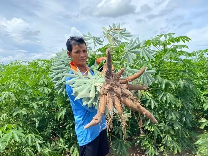 Củ mì (sắn) là một trong những nguyên liệu chủ yếu để sản xuất ethanol tại Việt Nam.