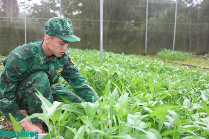 Phong trào tăng gia sản xuất tại Đồn Biên phòng cửa khẩu quốc tế Tà Lùng góp phần nâng cao đời sống bộ đội. Ảnh: Xuân Khoa