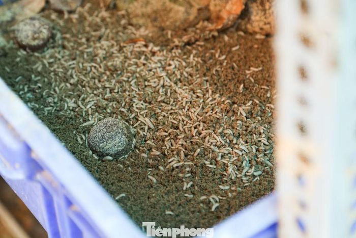 Các thành viên của Hoi An Eco Hub trực tiếp hướng dẫn người dân và du khách cách phân loại rác tại nguồn và cách xử lý phù hợp với từng loại rác để tạo ra các sản phẩm hữu ích.