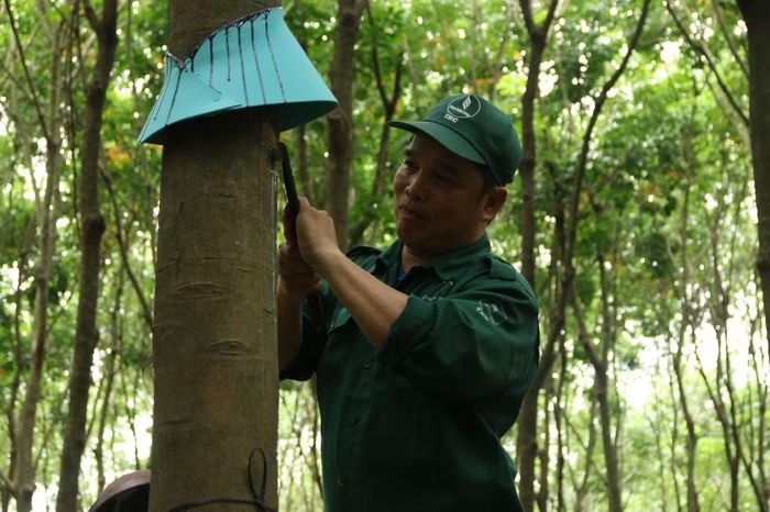 Danh hiệu Bàn tay vàng cùng nhiều sáng kiến cải tiến kỹ thuật là minh chứng cho tinh thần lao động sáng tạo của anh Tô Trung Giang trên những vườn cây cao su Tây Ninh.