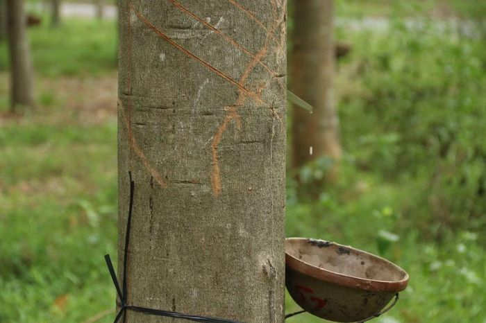Những đường cạo đều và chuẩn xác trên thân cây là kết quả của tay nghề, kinh nghiệm và sự tỉ mỉ của người công nhân khai thác mủ cao su.