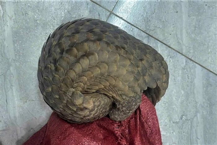 Cá thể tê tê Java nặng khoảng 2,5 kg. Ảnh: N.X