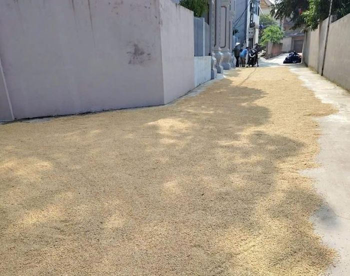  Nhiều hộ dân ở xã Kim Anh đã thu hoạch xong và tiến hành phơi thóc. Ảnh: Kim Dung