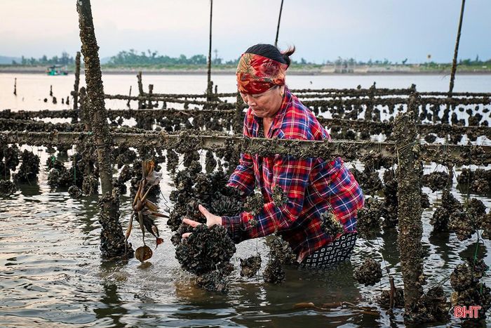 Công việc chăm sóc hàu giữa vùng bãi bồi không hề nhẹ nhàng, bà Hòa phải lội nước tiếp cận từng dàn nuôi để kiểm tra độ bám, kích cỡ của hàu. Đồng thời, vệ sinh và san thưa mật độ hoàn toàn bằng phương pháp thủ công nhằm đảm bảo hàu phát triển đồng đều trước khi bước vào thu hoạch.