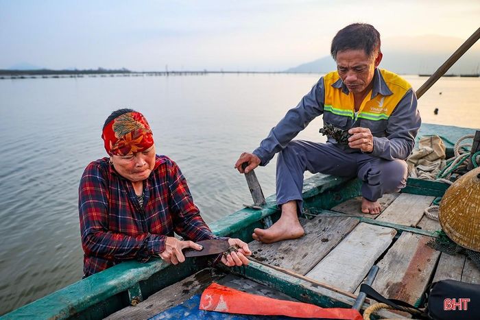 “Sau khoảng 6 – 10 tháng thả nuôi, khi hàu đạt kích thước thương phẩm với chiều dài từ 8 - 10 cm, trọng lượng khoảng 10 - 12 con/kg thì gia đình bắt đầu thu hoạch để cung cấp ra thị trường. Với quy mô nuôi hiện nay, mô hình này mang lại nguồn thu nhập cho gia đình chúng tôi khoảng 500.000 - 600.000 đồng/ngày” - bà Trương Thị Hòa chia sẻ.