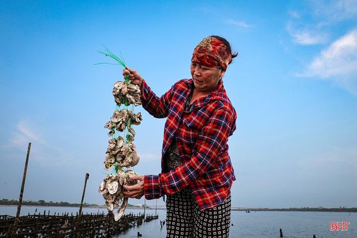Trước khi đưa những dây hàu mới xuống nước, bà Hòa cẩn thận kiểm tra từng chùm giá thể hàu được buộc trên dây để đảm bảo hàu giống có chỗ bám chắc và phát triển đồng đều. Khâu chuẩn bị dây treo và làm sạch vỏ hàu giá thể là bước quan trọng, ảnh hưởng trực tiếp đến năng suất vụ nuôi.