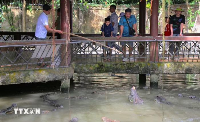 Du khách trải nghiệm cho cá sấu ăn tại khu du lịch sinh thái ở Cần Thơ. (Ảnh: Nguyễn Hằng/TTXVN)