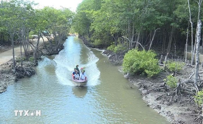Du khách "trải mình" trong không gian xanh mướt của rừng ngập mặn Cần Giờ. (Ảnh: Hữu Duyên/TTXVN)