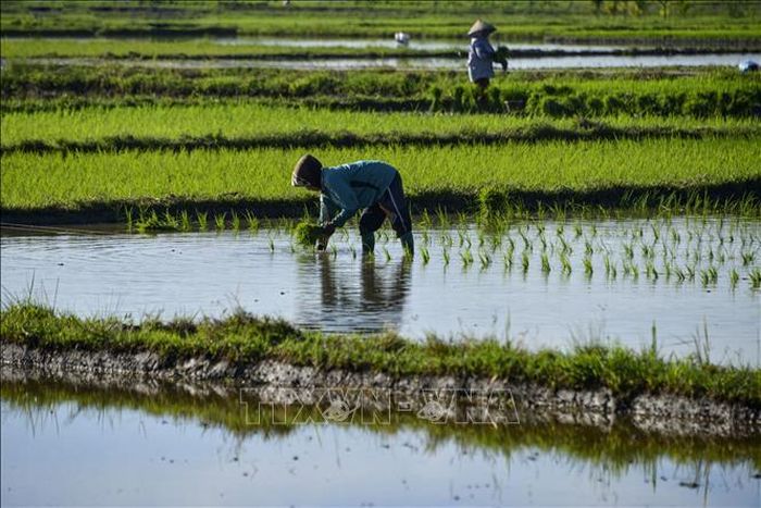 Nông dân làm việc trên cánh đồng lúa ở Japakeh, gần Banda Aceh, Indonesia. Ảnh tư liệu: AFP/TTXVN.