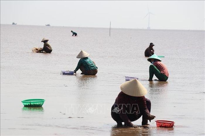 Người dân cào nghêu trên vùng biển Gò Công ở xã Gò Công Đông, tỉnh Đồng Tháp.