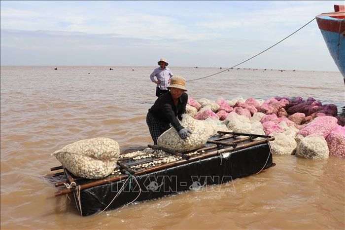 Nghêu sau khi thu hoạch được tập kết về tàu để cân cho thương lái thu mua.